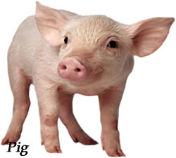 pig222 we sell